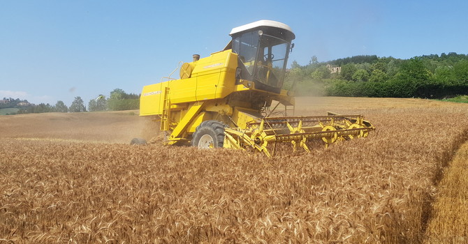 Grano e orzo: accolto positivo nel Torinese, ma prezzi inferiori al 2025 Grano e orzo: accolto positivo nel Torinese, ma prezzi inferiori al 2025