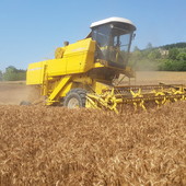Grano e orzo: accolto positivo nel Torinese, ma prezzi inferiori al 2025 Grano e orzo: accolto positivo nel Torinese, ma prezzi inferiori al 2025