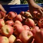 Dai frutteti alla tavola: la filiera corta di Lagnasco Group