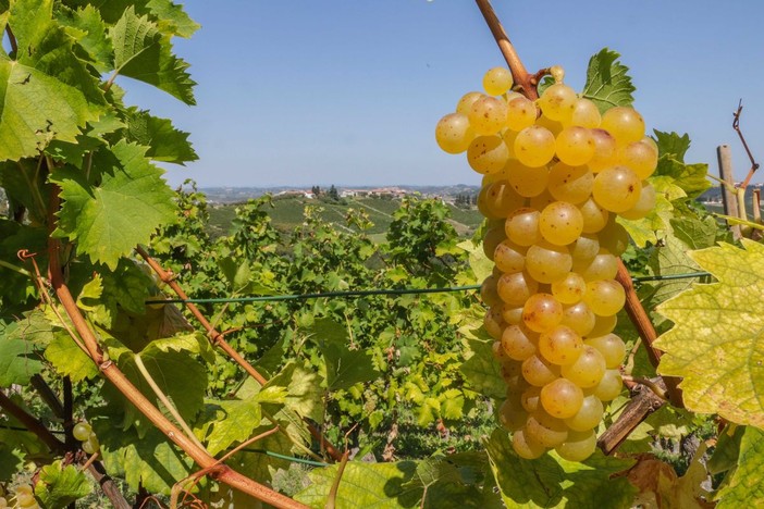 Finto “Made in Italy”: l’Europa chiude un occhio in Australia. Grandi problemi per Prosecco, la Raschera, il Moscato e l’olio d’oliva