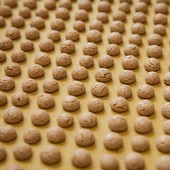 Festa per i nocciolini di Chivasso