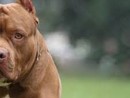 Disavventura per il sindaco di Ivrea, aggredito e ferito da due pitbull