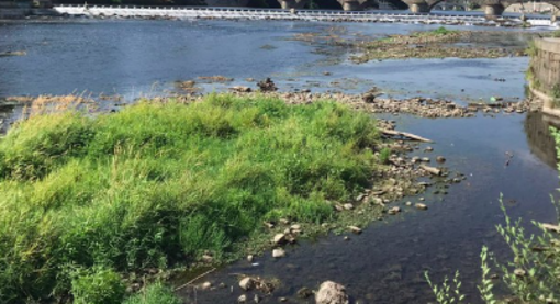 Centinaia di pesci morti lungo un torrente a Chivasso