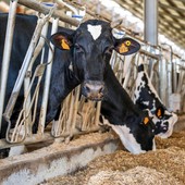 Dal latte dei soci al territorio: la filiera corta di Piemonte Latte