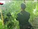 Due piantagioni di cannabis scoperte dai carabinieri: 4 persone arrestate