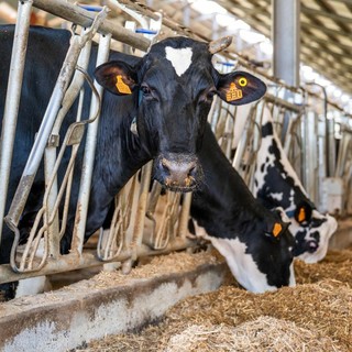 Dal latte dei soci al territorio: la filiera corta di Piemonte Latte
