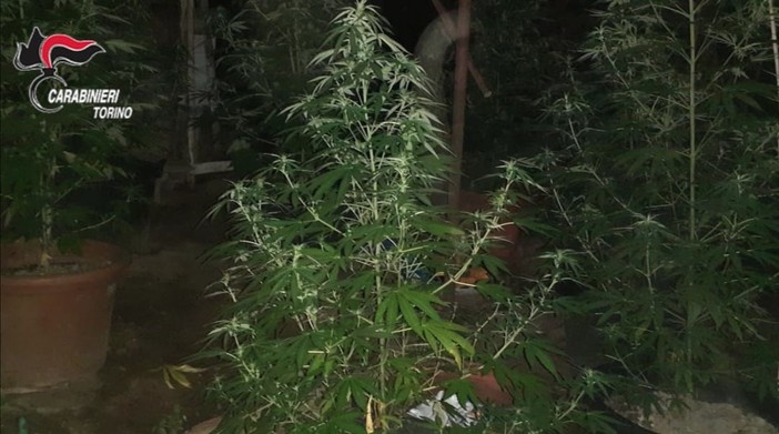 Producono marijuana a km zero nel giardino di casa: arrestata coppia di conviventi