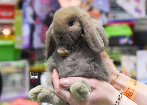 Petsfestival 2019: un’edizione di successo, ma si pensa già all’ottava edizione Petsfestival 2019: un’edizione di successo, ma si pensa già all’ottava edizione