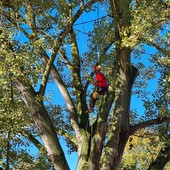 albero parco Sabiuné