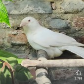 A San Sebastiano uccelli morti per lo shock da spari A San Sebastiano uccelli morti per lo shock da spari