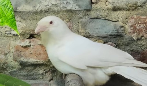 A San Sebastiano uccelli morti per lo shock da spari