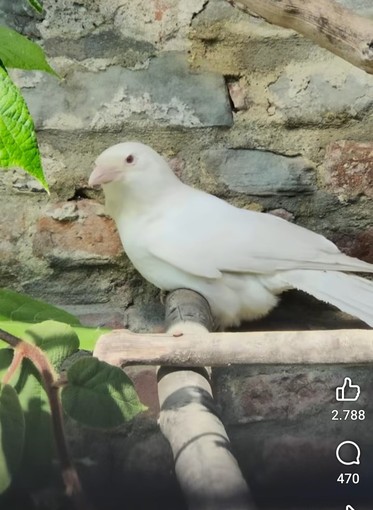 A San Sebastiano uccelli morti per lo shock da spari A San Sebastiano uccelli morti per lo shock da spari