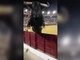 Paura in Spagna, toro scavalca recinzione durante la corrida Paura in Spagna, toro scavalca recinzione durante la corrida