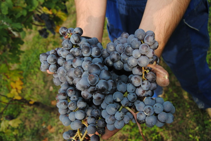 Terre del Barolo: la vendemmia 2025, un racconto di qualità e radici Terre del Barolo: la vendemmia 2025, un racconto di qualità e radici