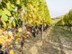 Il Piemonte del vino guarda al biologico: quando la sostenibilità passa dalla cooperazione