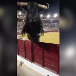 Paura in Spagna, toro scavalca recinzione durante la corrida Paura in Spagna, toro scavalca recinzione durante la corrida