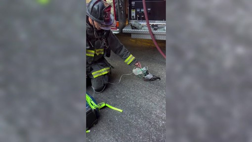 Un piccione con la maschera per l'ossigeno, il soccorso dei Vigili del Fuoco