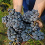 Terre del Barolo: la vendemmia 2025, un racconto di qualità e radici