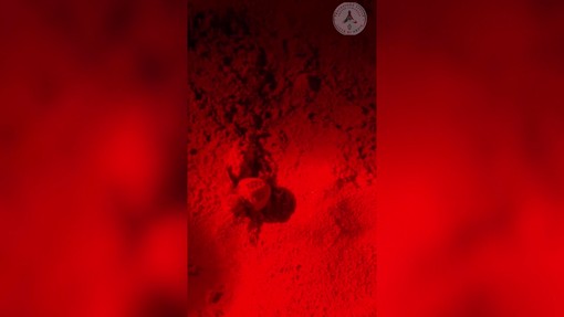 Ad Anzio la nascita di 72 tartarughe Caretta Caretta e la loro prima corsa verso il mare Ad Anzio la nascita di 72 tartarughe Caretta Caretta e la loro prima corsa verso il mare