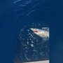 Squalo mako si attacca all'amo, lotta un'ora al largo di Livorno e poi si libera