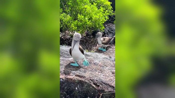 Un pennuto con le zampe azzurre fosforescenti, sembra Ai ma è la natura
