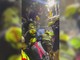 Terremoto in Colombia, donna estratta viva dopo 36 ore: la commozione dopo il salvataggio Terremoto in Colombia, donna estratta viva dopo 36 ore: la commozione dopo il salvataggio