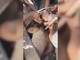 Terremoto Colombia, salvati un neonato e sua madre che lo ha protetto dalle macerie Terremoto Colombia, salvati un neonato e sua madre che lo ha protetto dalle macerie