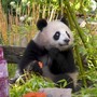 Compleanno per le gemelle panda allo zoo di Berlino, festa con torta ghiacciata di frutta Compleanno per le gemelle panda allo zoo di Berlino, festa con torta ghiacciata di frutta