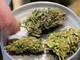 Manovra, cannabis light torna legale ma con 'super imposta' del 40%