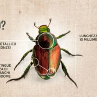 Allarme scarabeo giapponese, ha colpito Piemonte e Lombardia: perché è una minaccia