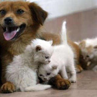 Acqua sempre disponibile e attenzione a superfici calde, 5 consigli per proteggere cani e gatti in estate