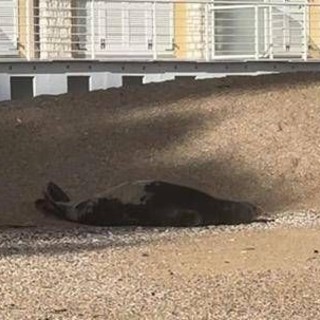 La foca monaca arriva a Numana, spunta la ricompensa: "1000 euro se non la disturbate"