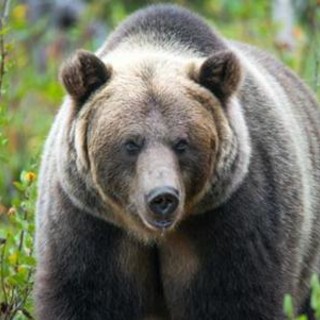 Paura in Canada, orso grizzly aggredisce scolaresca: un morto e 11 feriti