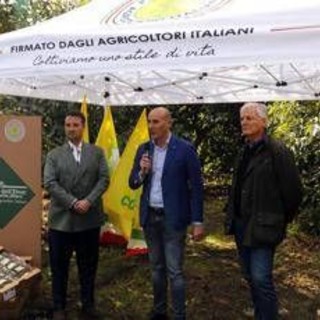 L'avocado siciliano conquista gli store Lidl Italia