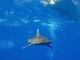 Dramma in Australia, si tuffa in mare e viene ucciso da uno squalo: chiuse tutte le spiagge Dramma in Australia, si tuffa in mare e viene ucciso da uno squalo: chiuse tutte le spiagge