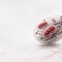 Ricerca, studio italiano svela il ruolo dei mitocondri nell'invecchiamento sano Ricerca, studio italiano svela il ruolo dei mitocondri nell'invecchiamento sano