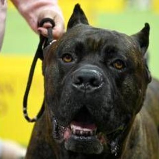 Bimbi azzannati da cane, l'esperta: &quot;70mila aggressioni all'anno, più controllo sui padroni'