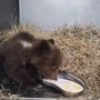 Orsetta marsicana salvata nel Parco nazionale comincia a mangiare da sola - Video
