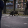 Isola d'Elba, cinghiale attraversa la strada all'improvviso: motociclista muore nello scontro