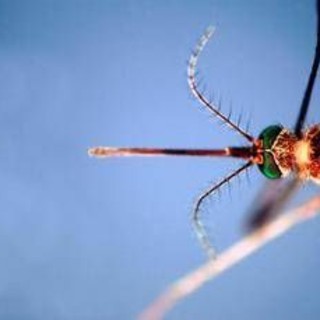 West Nile, terzo morto nell'Oristanese e nuovo contagio: casi salgono a 38 West Nile, terzo morto nell'Oristanese e nuovo contagio: casi salgono a 38