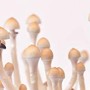 Fungo allucinogeno contro la depressione resistente, trattamento al via in Italia