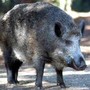 Il cinghiale attraversa la strada, scontro tra 3 auto e 4 feriti Il cinghiale attraversa la strada, scontro tra 3 auto e 4 feriti