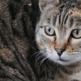 Scoperta nuova specie di felino selvatico, si trova in Bolivia: è il gatto Tilcayo