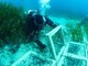 Terna ha concluso il trapianto di Posidonia oceanica nell’approdo di Terra Mala