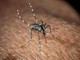 West Nile, Bassetti: &quot;Non è finita, avremo casi fino a ottobre&quot;
