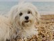 Spiagge, dall'accesso con i cani al gioco a pallone ecco il vademecum dei diritti dei bagnanti