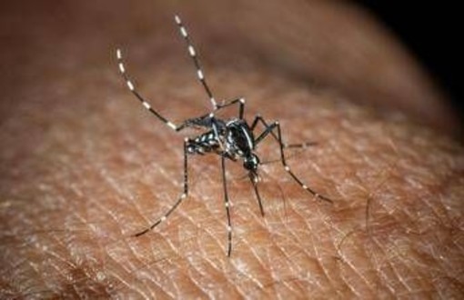 West Nile, Bassetti: &quot;Non è finita, avremo casi fino a ottobre&quot;