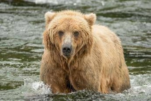 Backpack è l'orso più grasso dell'Alaska, eletto il vincitore del concorso 'Fat Bear Week'