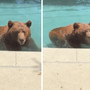 Orso si intrufola in un'abitazione privata per... un tuffo in piscina - Il video Orso si intrufola in un'abitazione privata per... un tuffo in piscina - Il video
