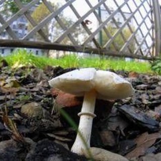 Si affidano al web per capire se i funghi sono commestibili, due donne intossicate